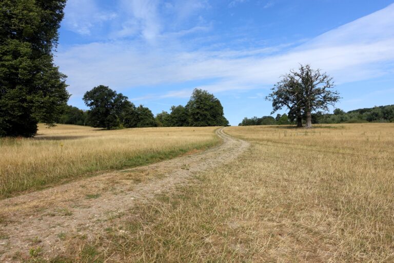a well-worn trail path through a field